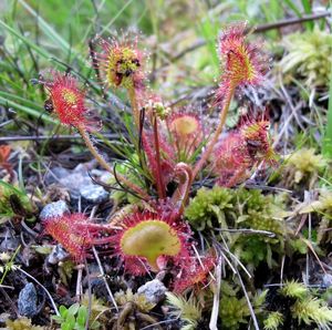 Rosnatka okrouhlolistá (Drosera rotundifolia)