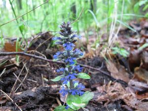 Zběhovec plazivý (Ajuga reptans)