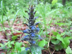 Zběhovec plazivý (Ajuga reptans)