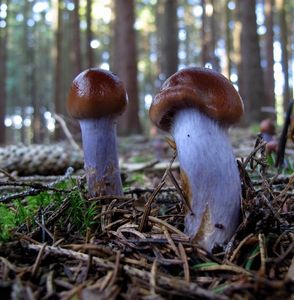 Klikni pro velký obrázek