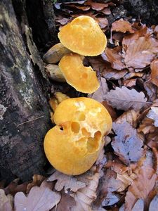 Klikni pro velký obrázek