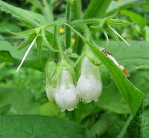 Kostival lékařský (Symphytum officinale)