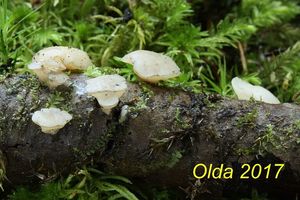 Klikni pro velký obrázek