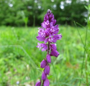 Vítod obecný (Polygala vulgaris)