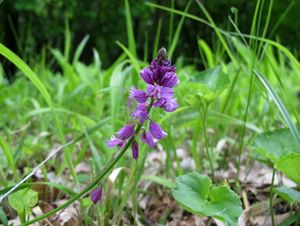 Vítod obecný (Polygala vulgaris)