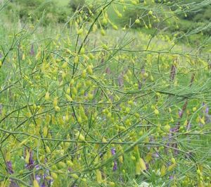 Chřest lékařský (Asparagus officinalis)