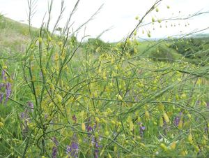 Chřest lékařský (Asparagus officinalis)