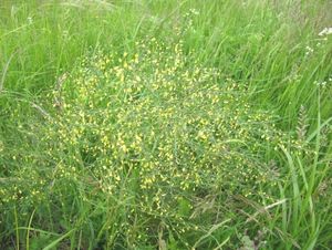 Chřest lékařský (Asparagus officinalis)