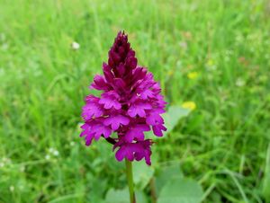 Rudohlávek jehlancovitý (Anacamptis pyramidalis)