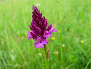 Rudohlávek jehlancovitý (Anacamptis pyramidalis)