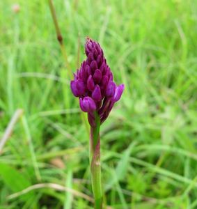 Rudohlávek jehlancovitý (Anacamptis pyramidalis)