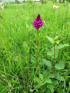 Rudohlávek jehlancovitý (Anacamptis pyramidalis)