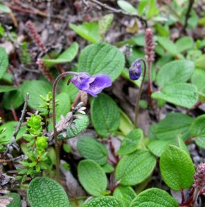 Tučnice obecná (Pinguicula vulgaris)