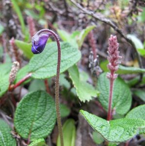 Tučnice obecná (Pinguicula vulgaris)