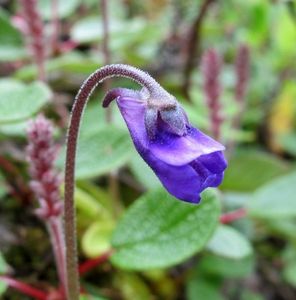 Tučnice obecná (Pinguicula vulgaris)