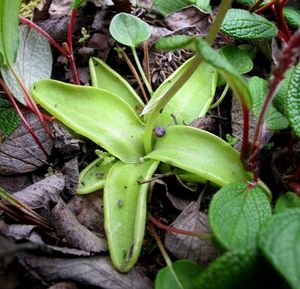 Tučnice obecná (Pinguicula vulgaris)