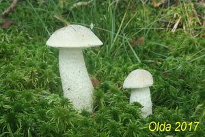 Klikni pro velký obrázek