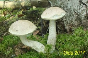 Klikni pro velký obrázek