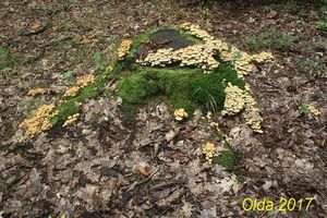 Klikni pro velký obrázek