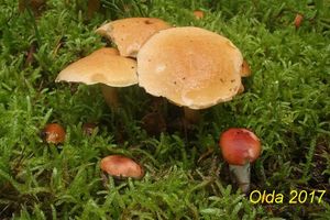 Klikni pro velký obrázek