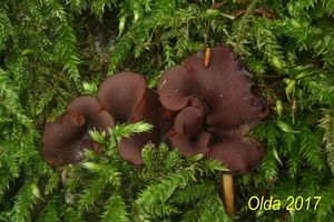 Klikni pro velký obrázek