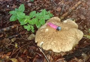 Klikni pro velký obrázek