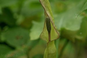 Árón plamatý (Arum maculatum L.)