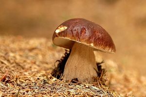 Klikni pro velký obrázek