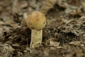 Klikni pro velký obrázek