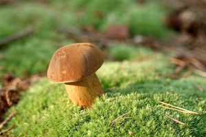 Klikni pro velký obrázek