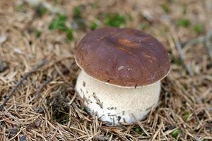 Klikni pro velký obrázek