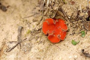 Klikni pro velký obrázek