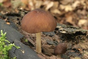 Klikni pro velký obrázek