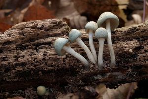 Klikni pro velký obrázek