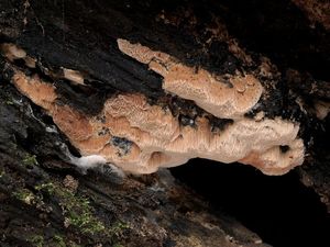 Klikni pro velký obrázek