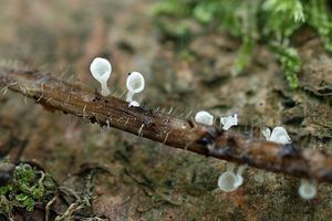 Číšoveček kápovitý - Calyptella capula (Holmsk.) Quél.