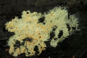 Klikni pro velký obrázek