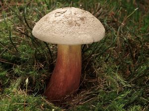 Klikni pro velký obrázek