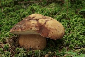 Klikni pro velký obrázek