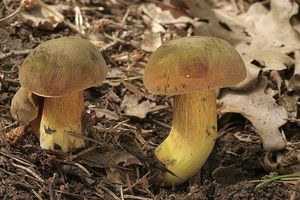 Klikni pro velký obrázek