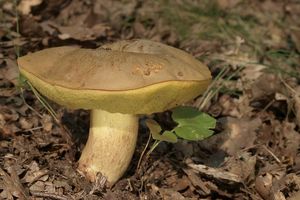 Klikni pro velký obrázek