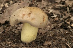 Klikni pro velký obrázek