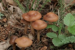 Klikni pro velký obrázek