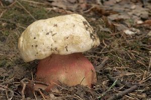 Klikni pro velký obrázek