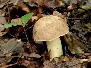 Klikni pro velký obrázek