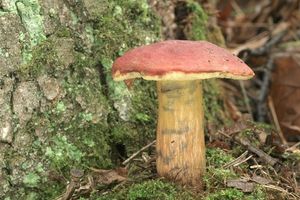 Klikni pro velký obrázek