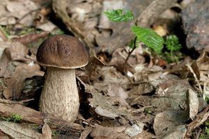 Klikni pro velký obrázek