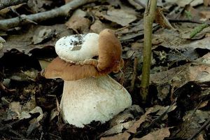 Klikni pro velký obrázek