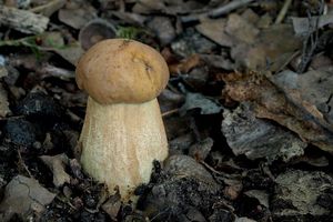 Klikni pro velký obrázek