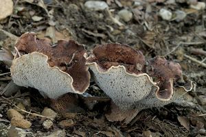 Lošák hořký - Sarcodon scabrosum